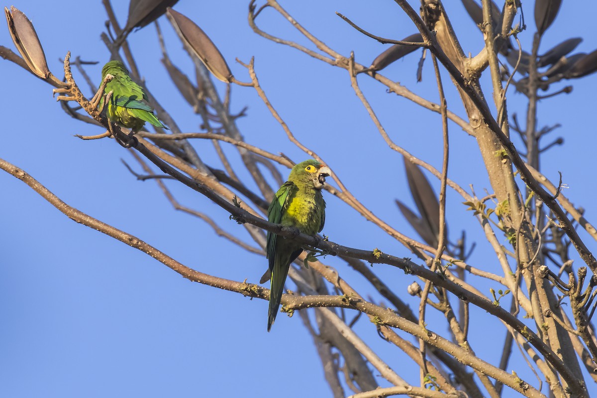 Orange-fronted Parakeet - ML647331789