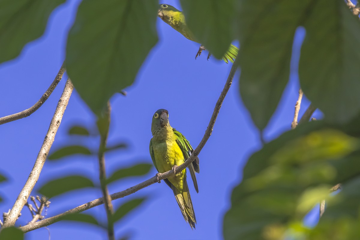 Orange-fronted Parakeet - ML647331790