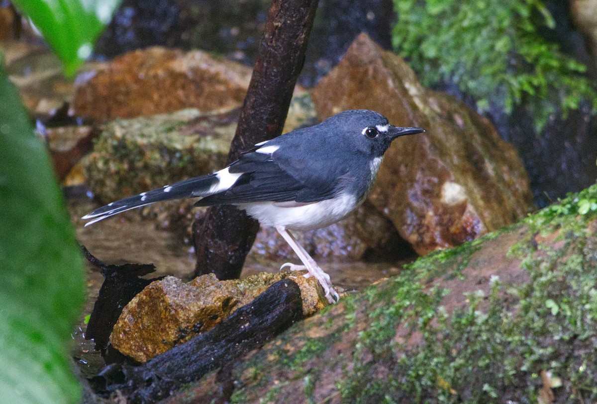 Sunda Forktail - ML647331791