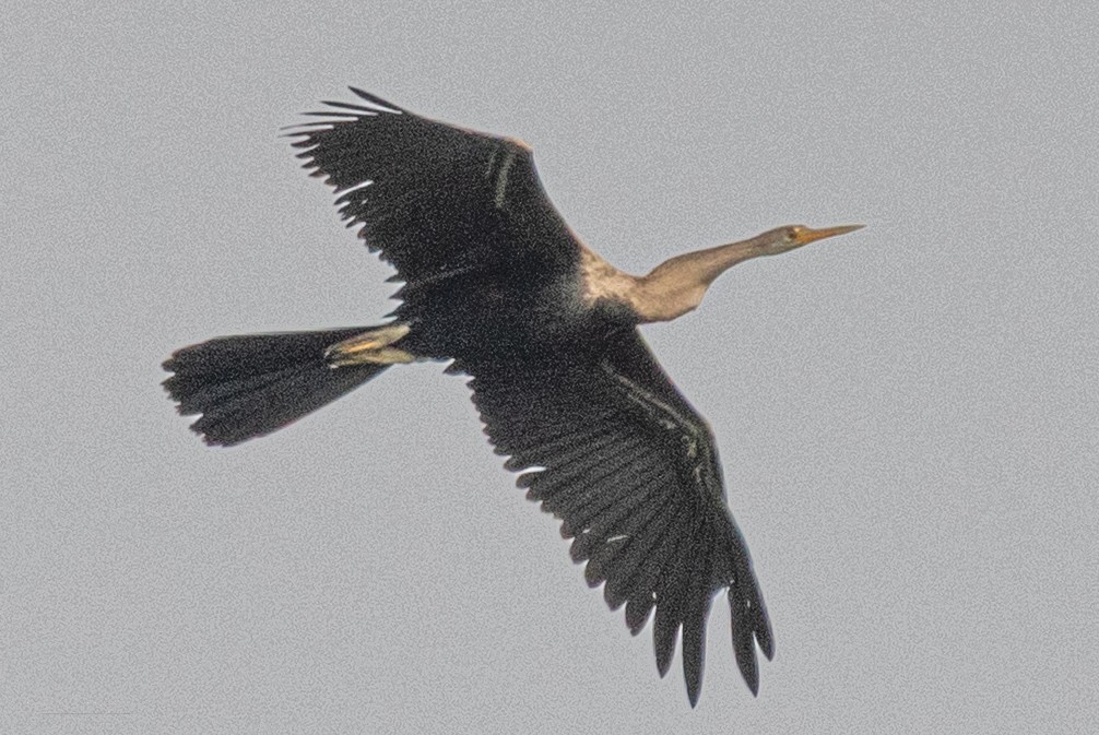 Oriental Darter - ML647331794