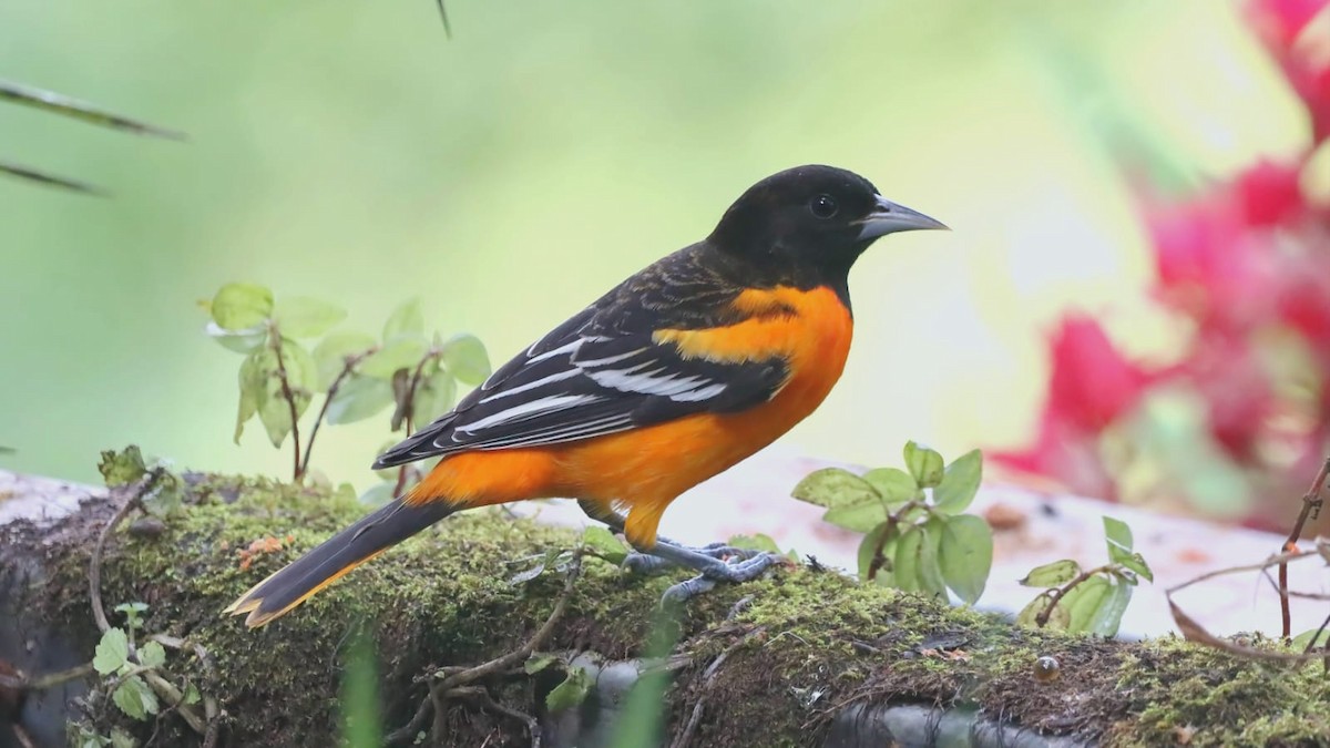 Baltimore Oriole - ML647331795