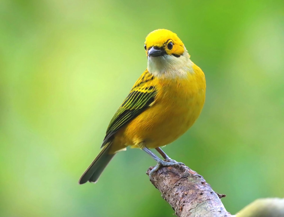 Silver-throated Tanager - ML647331807