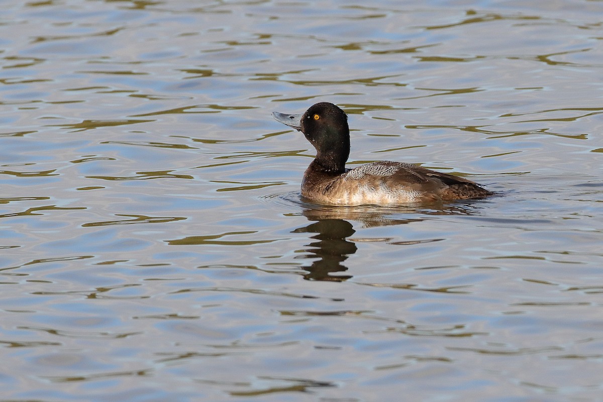 コスズガモ - ML647331808