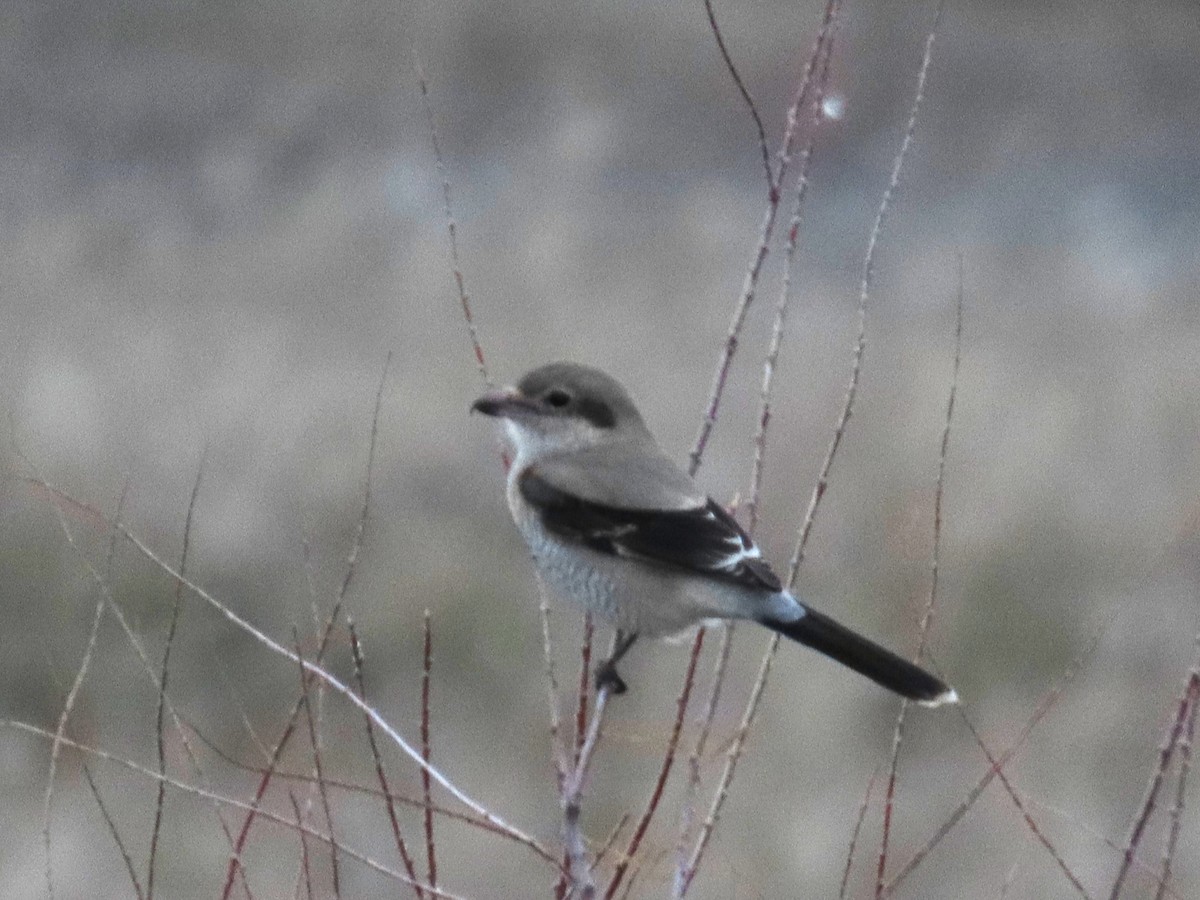Northern Shrike - ML647331810