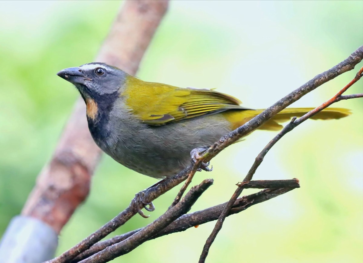 Buff-throated Saltator - ML647331812