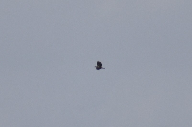 Орлан білоголовий - ML647331814