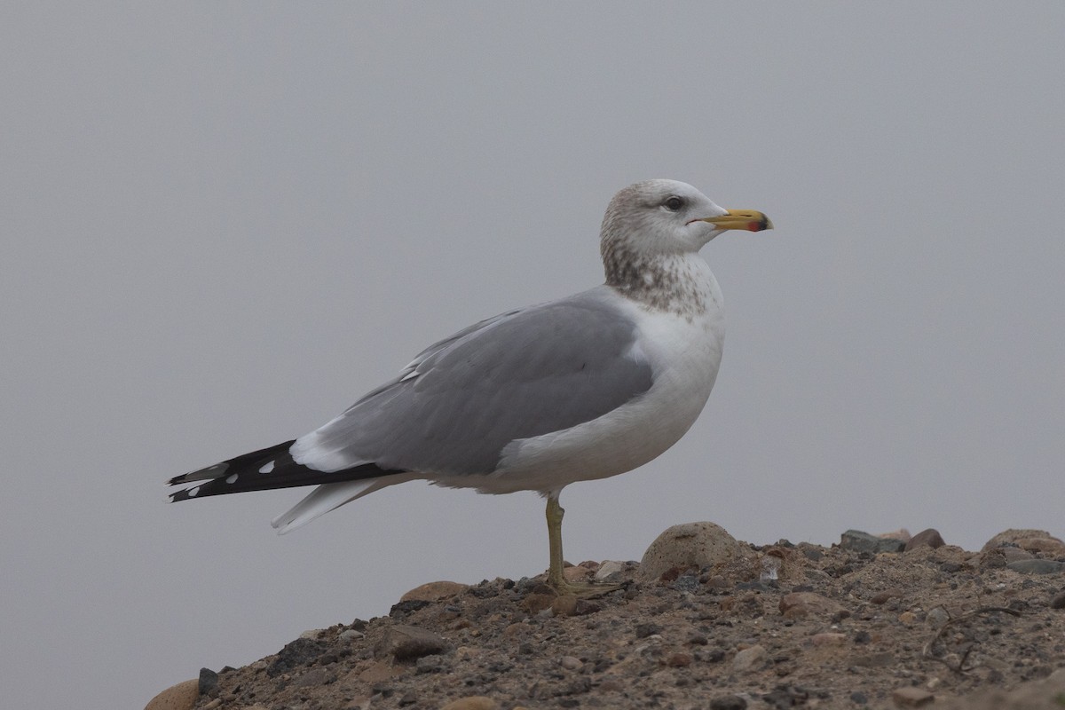 California Gull - ML647331823