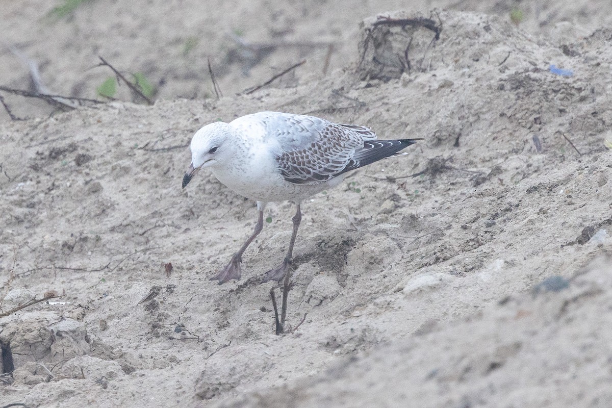 California Gull - ML647331824