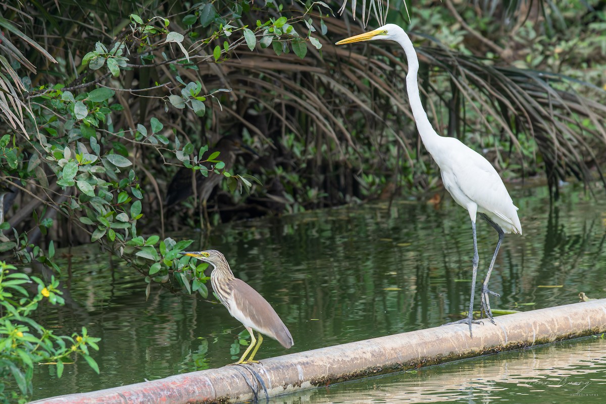 Great Egret - ML647331829