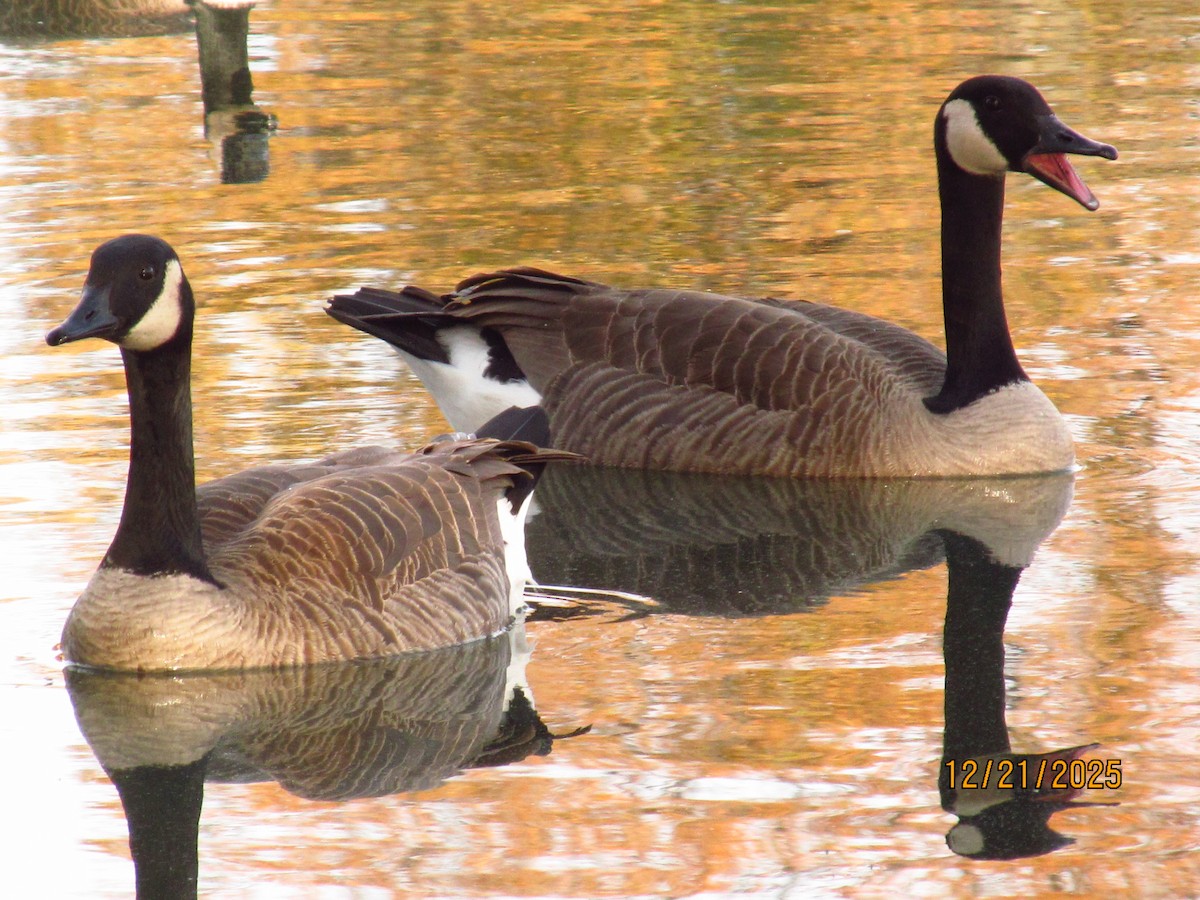 kanadagås - ML647331837