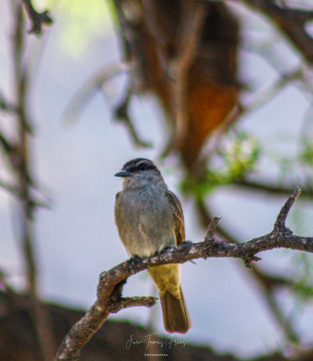 Crowned Slaty Flycatcher - ML647331839