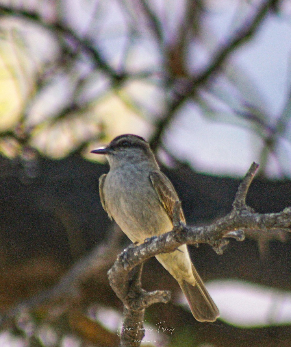 Crowned Slaty Flycatcher - ML647331840