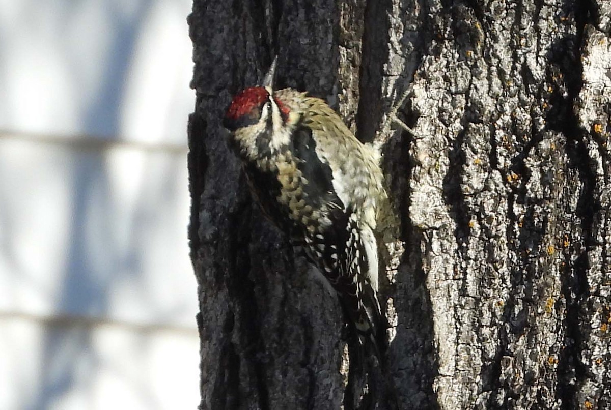 シルスイキツツキ - ML647331844