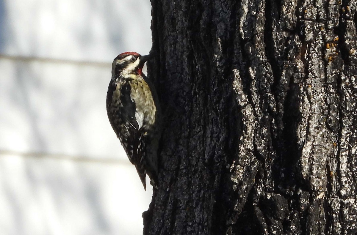 シルスイキツツキ - ML647331845