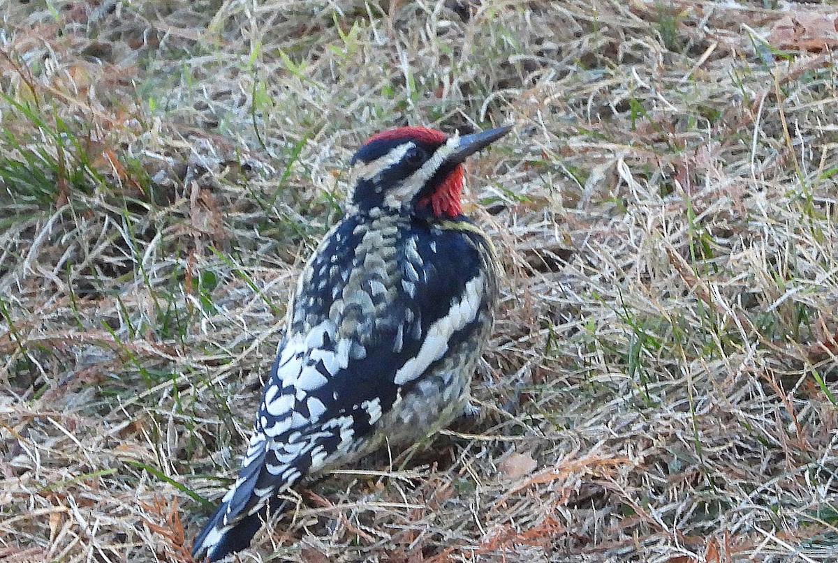 シルスイキツツキ - ML647331846