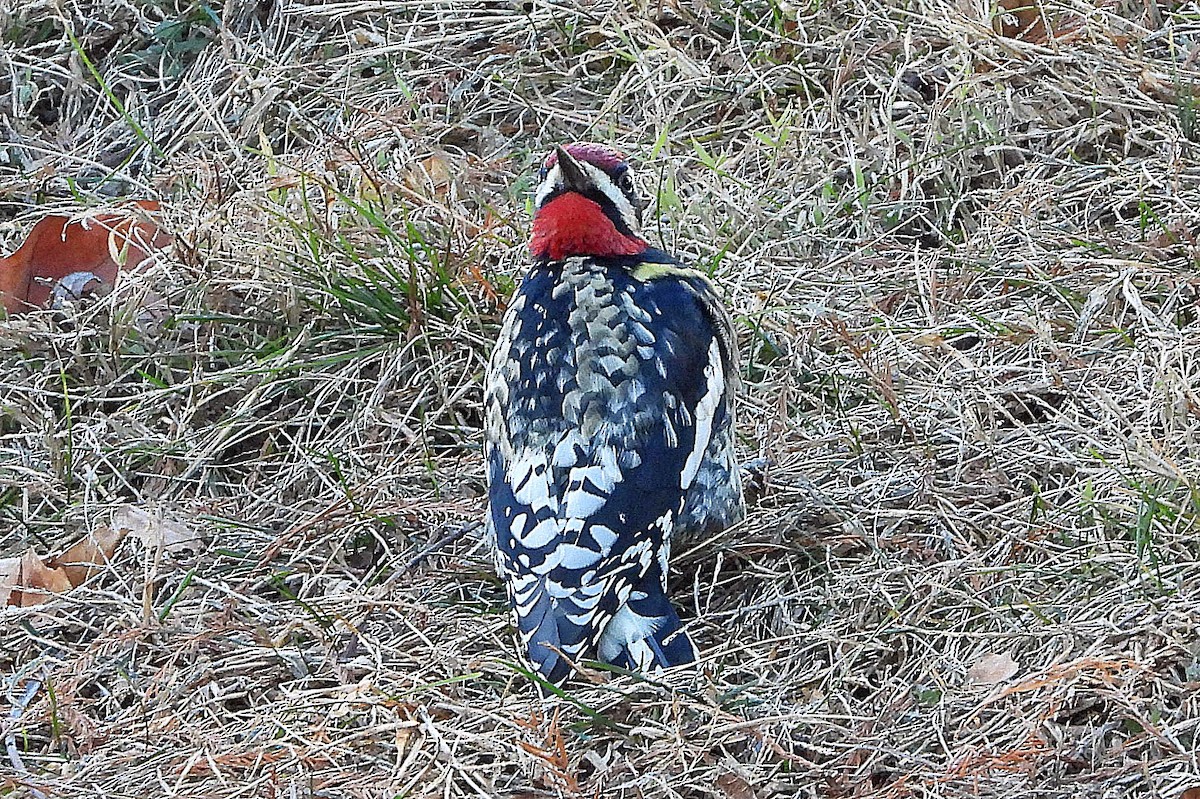 シルスイキツツキ - ML647331847