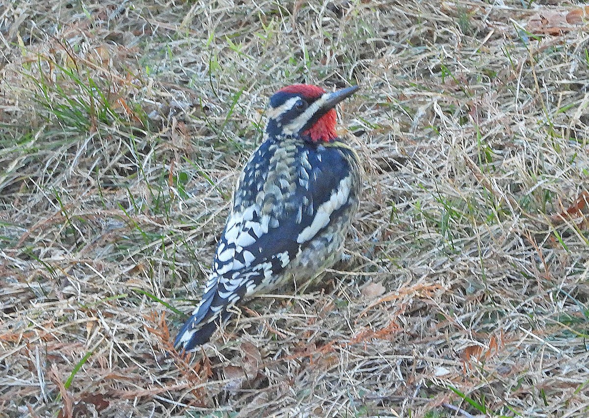 シルスイキツツキ - ML647331849