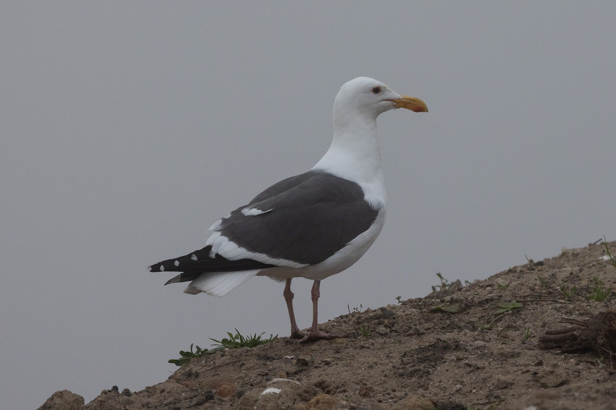 Western Gull - ML647331856