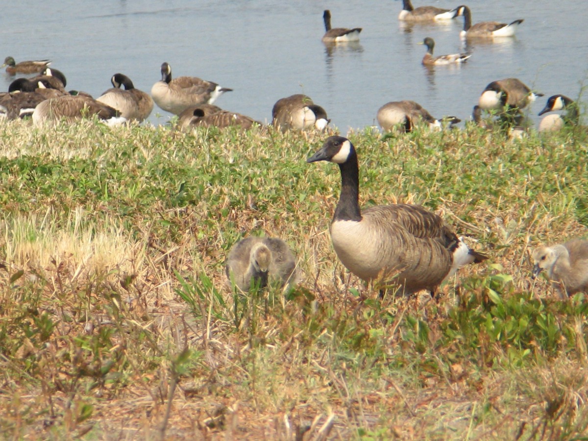 kanadagås - ML647331860