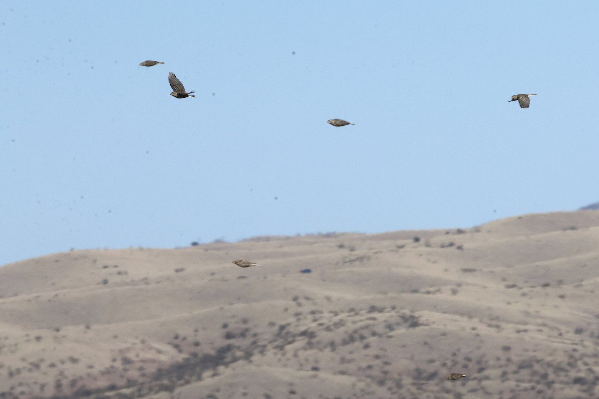Chestnut-collared Longspur - ML647331865