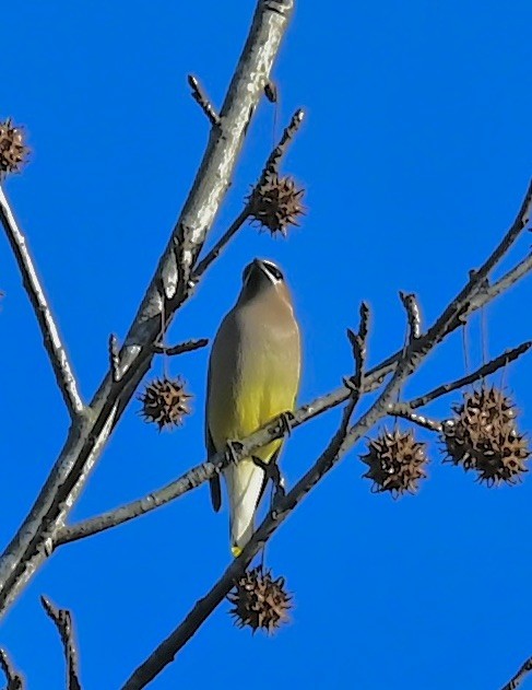 Cedar Waxwing - ML647331868