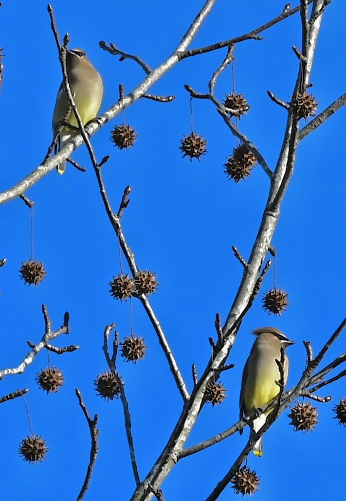 Cedar Waxwing - ML647331869
