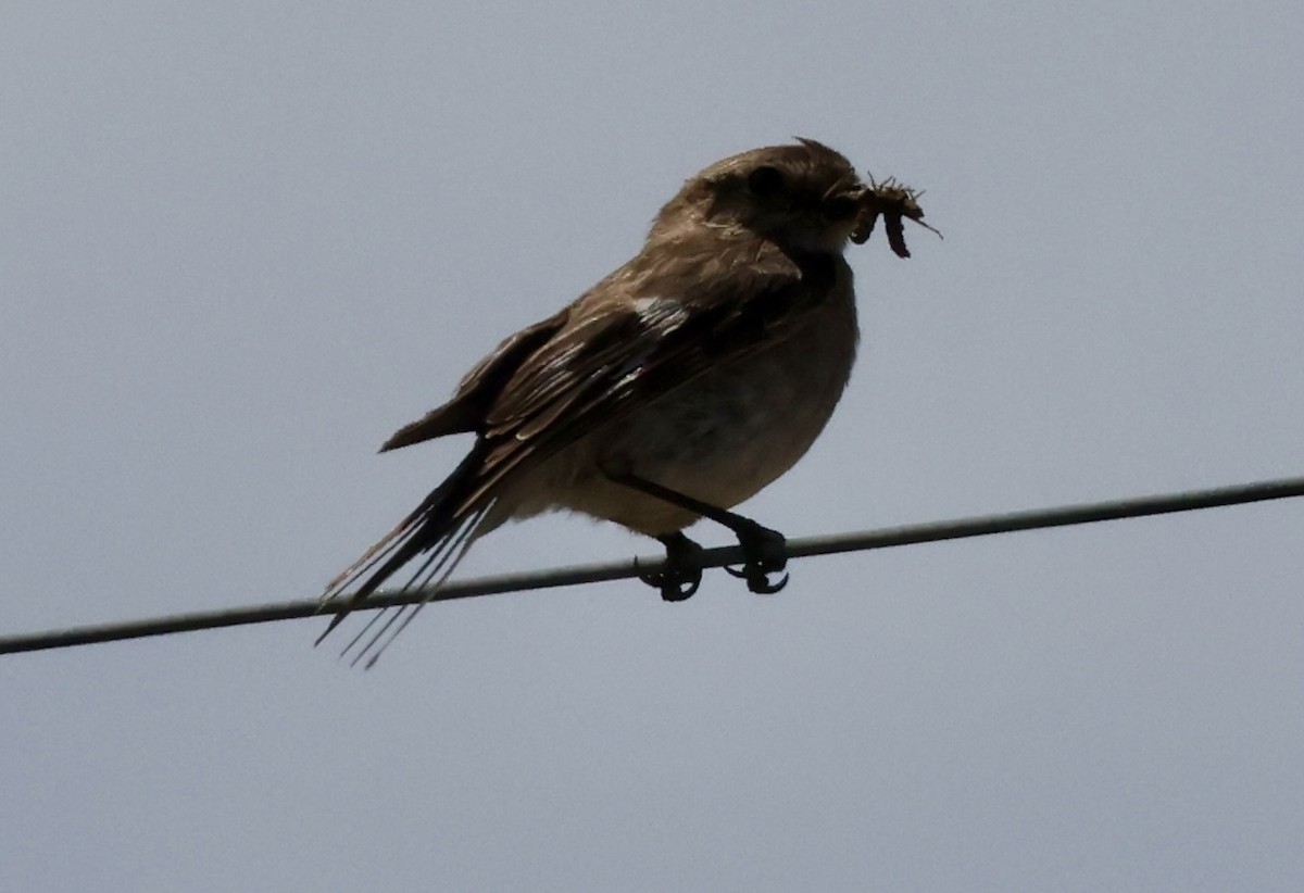 Flame Robin - ML647331870