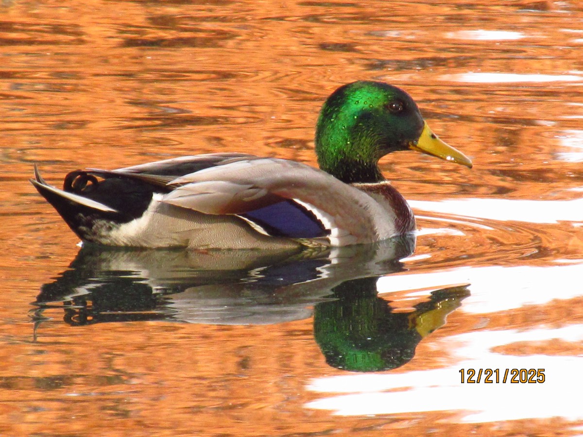 Mallard - ML647331874