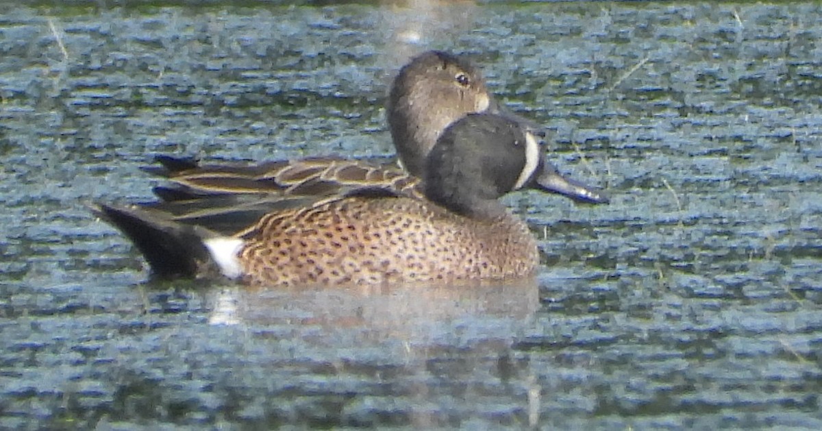 Sarcelle à ailes bleues - ML647331902