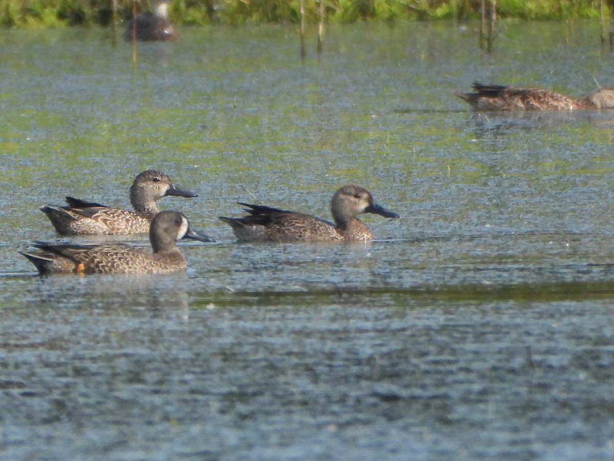 Sarcelle à ailes bleues - ML647331903