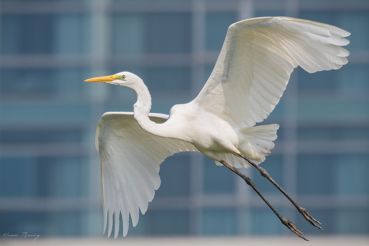 Great Egret - ML647331905