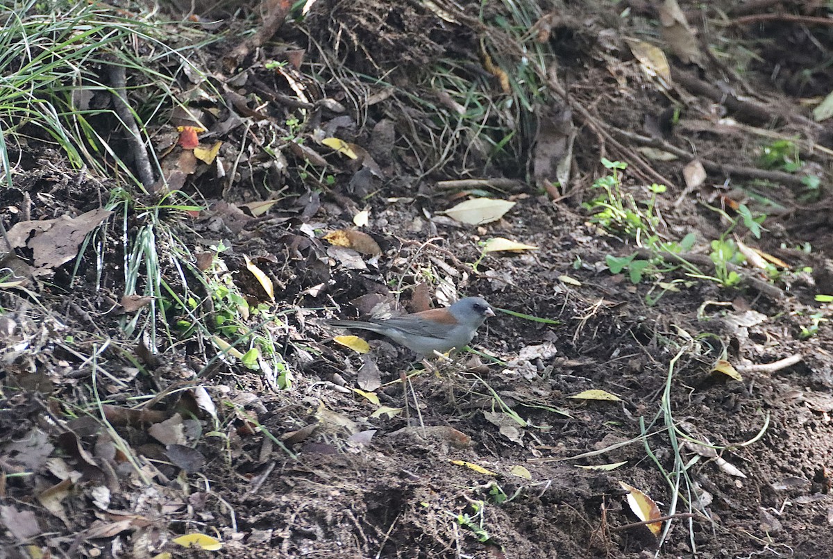 Dark-eyed Junco (Gray-headed) - ML647331906
