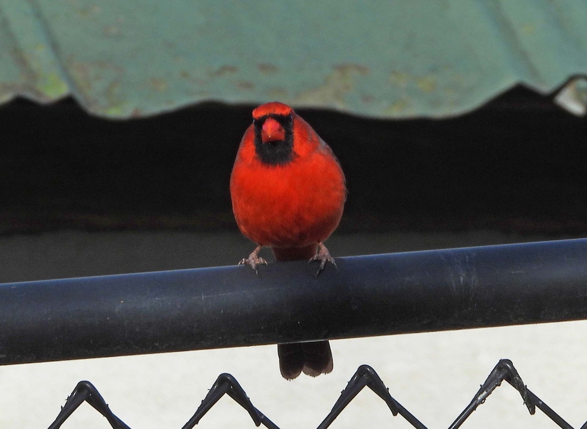 ショウジョウコウカンチョウ - ML647331909