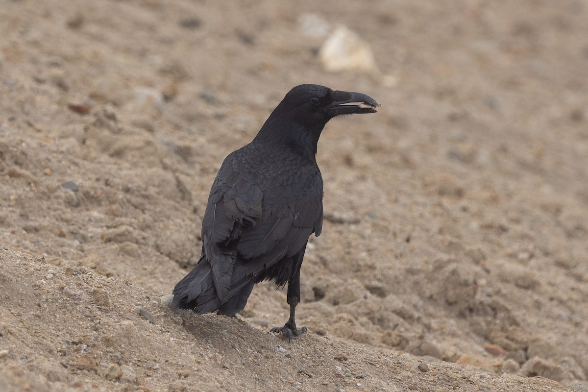 Common Raven - ML647331910