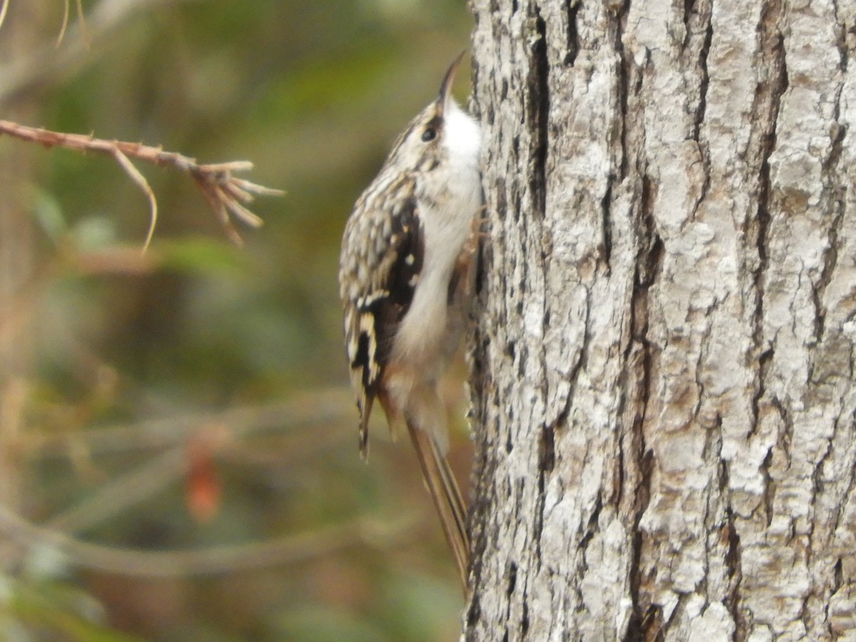 Grimpereau brun - ML647331916