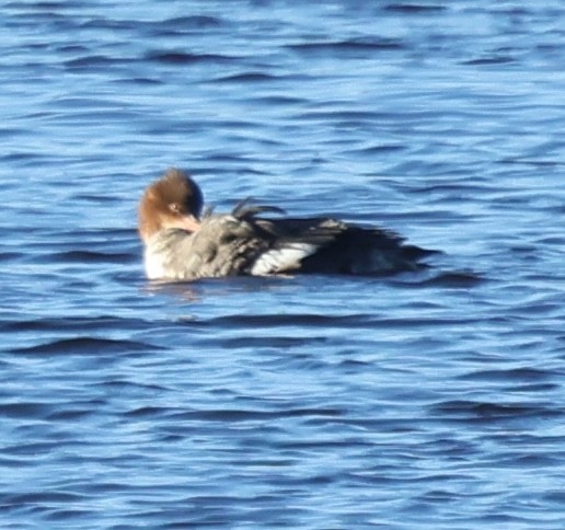 Tarakdiş - ML647331919