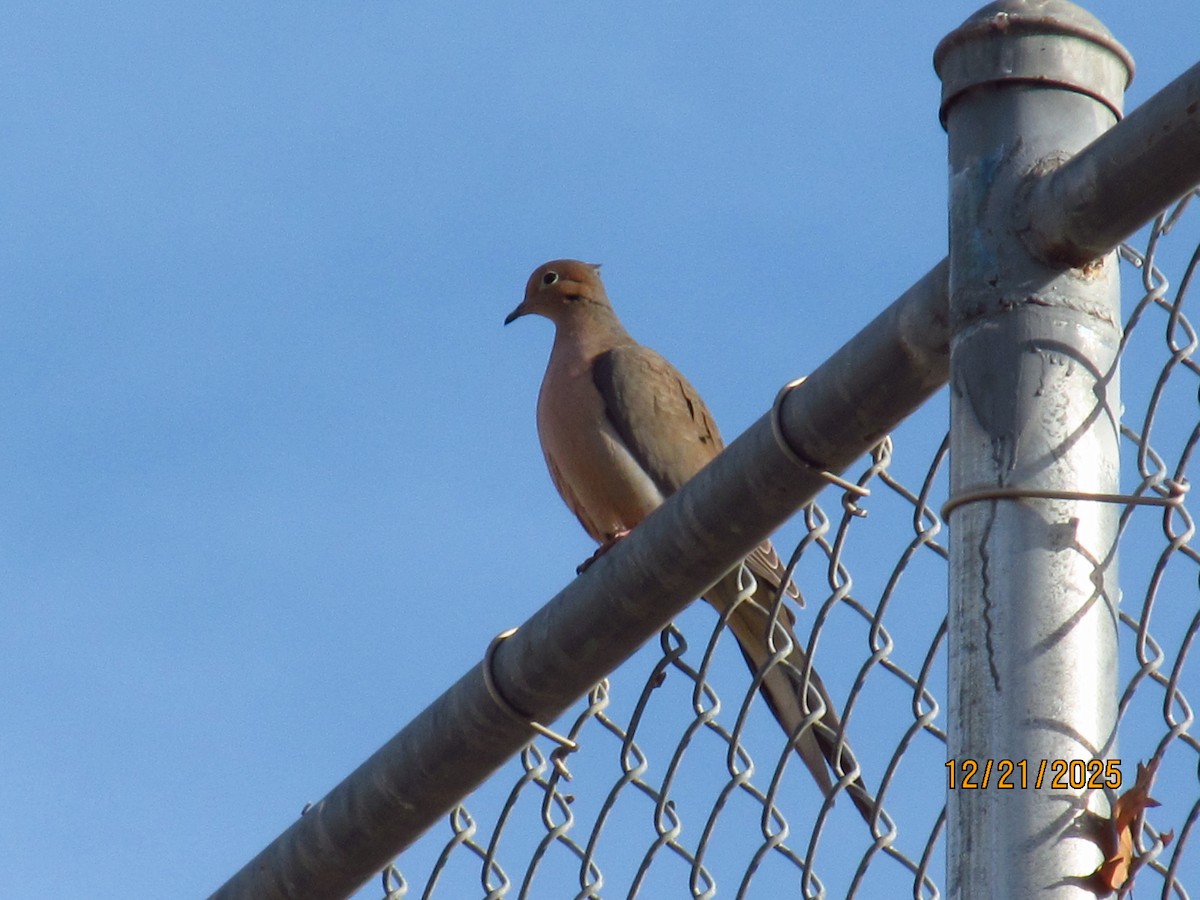 Mourning Dove - ML647331920