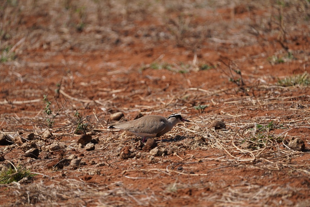 Crowned Lapwing - ML647331923