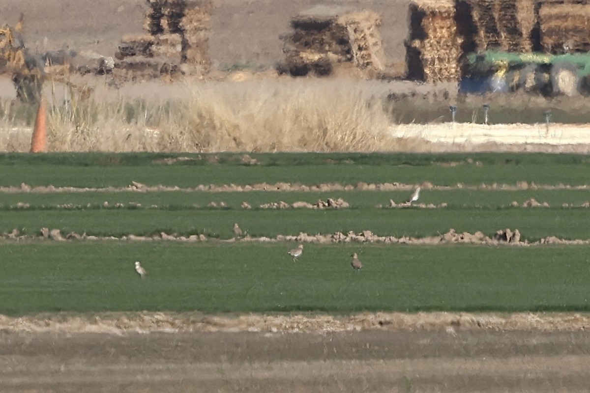 Горный зуёк - ML647331924