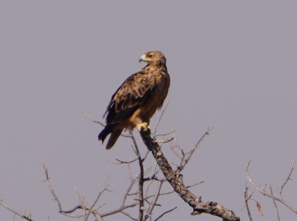 Tawny Eagle - ML647331927