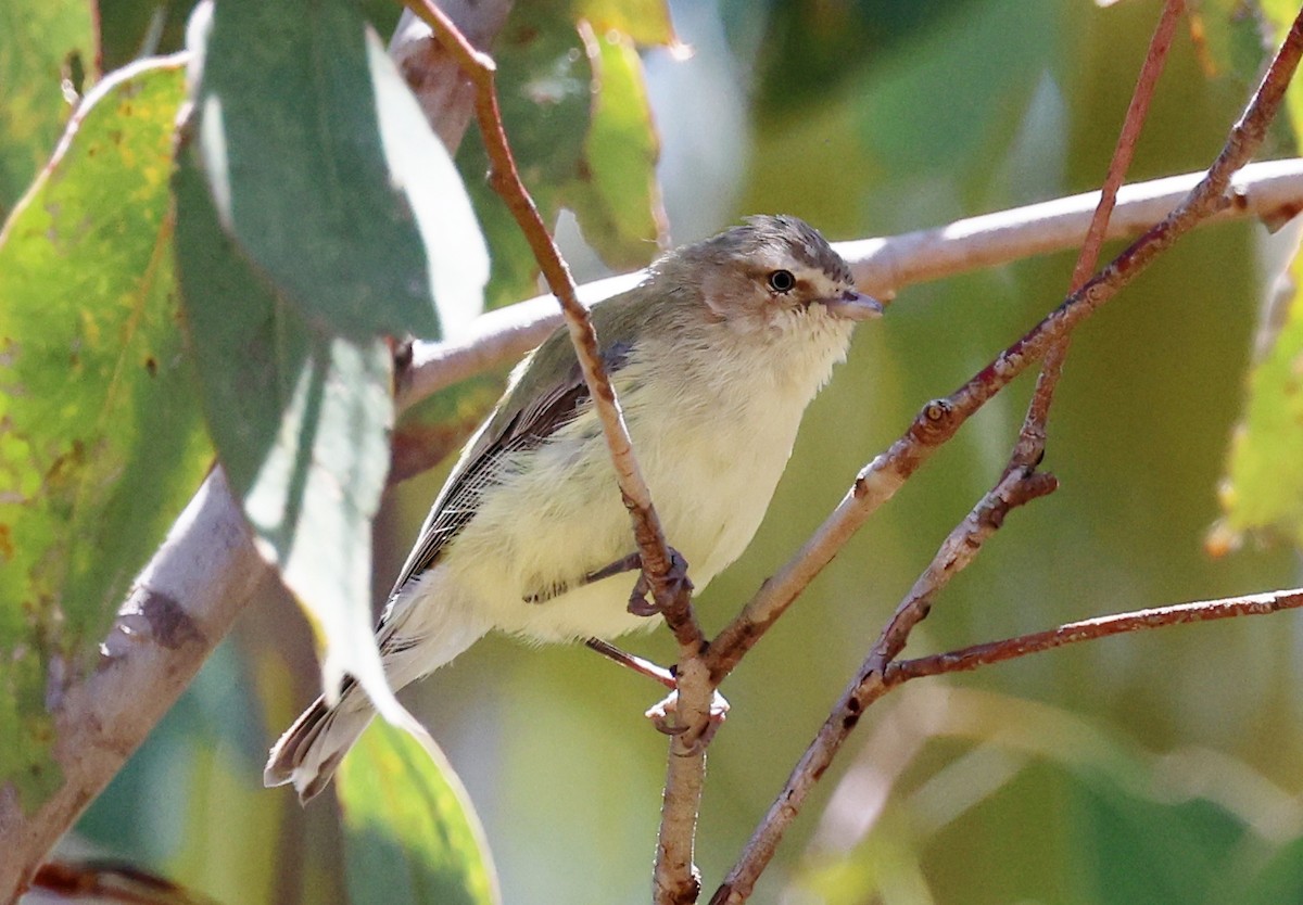 stumpnebb - ML647331928