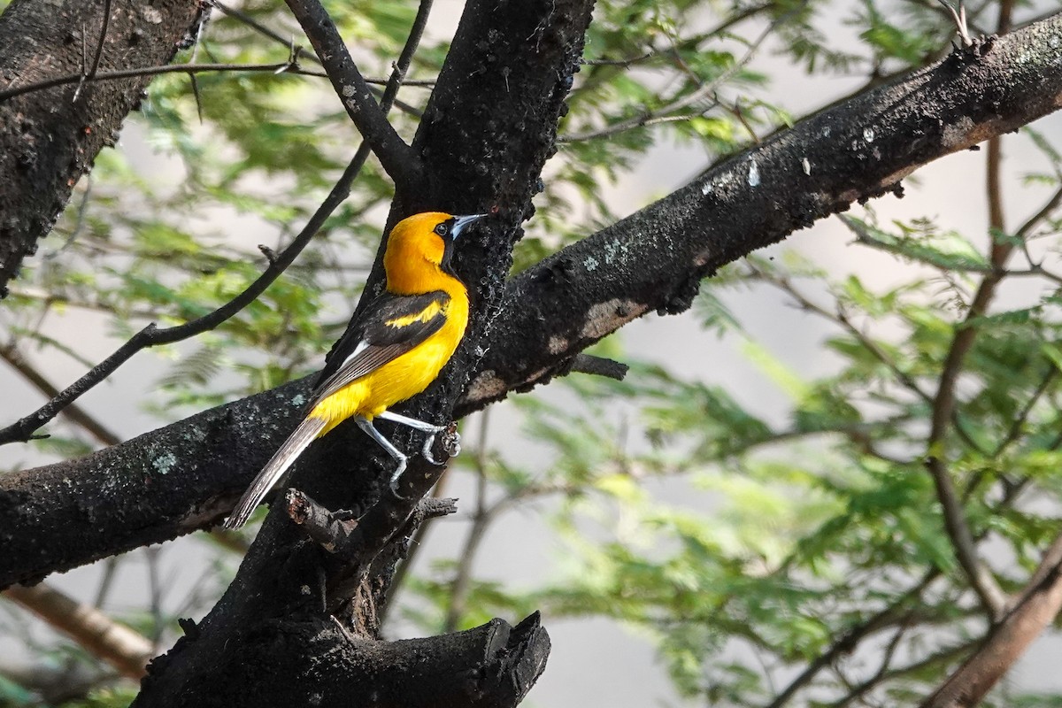 White-edged Oriole - ML647331929