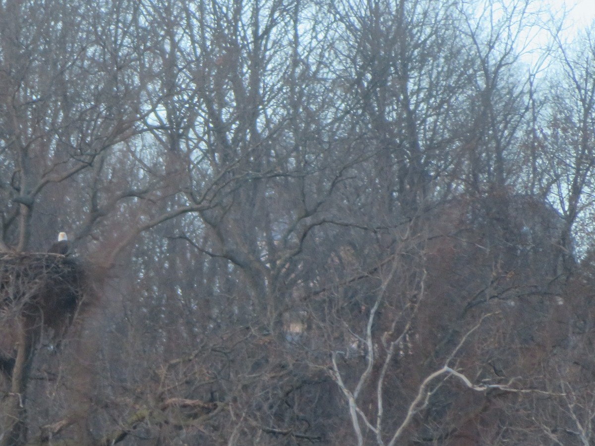 Орлан білоголовий - ML647331933