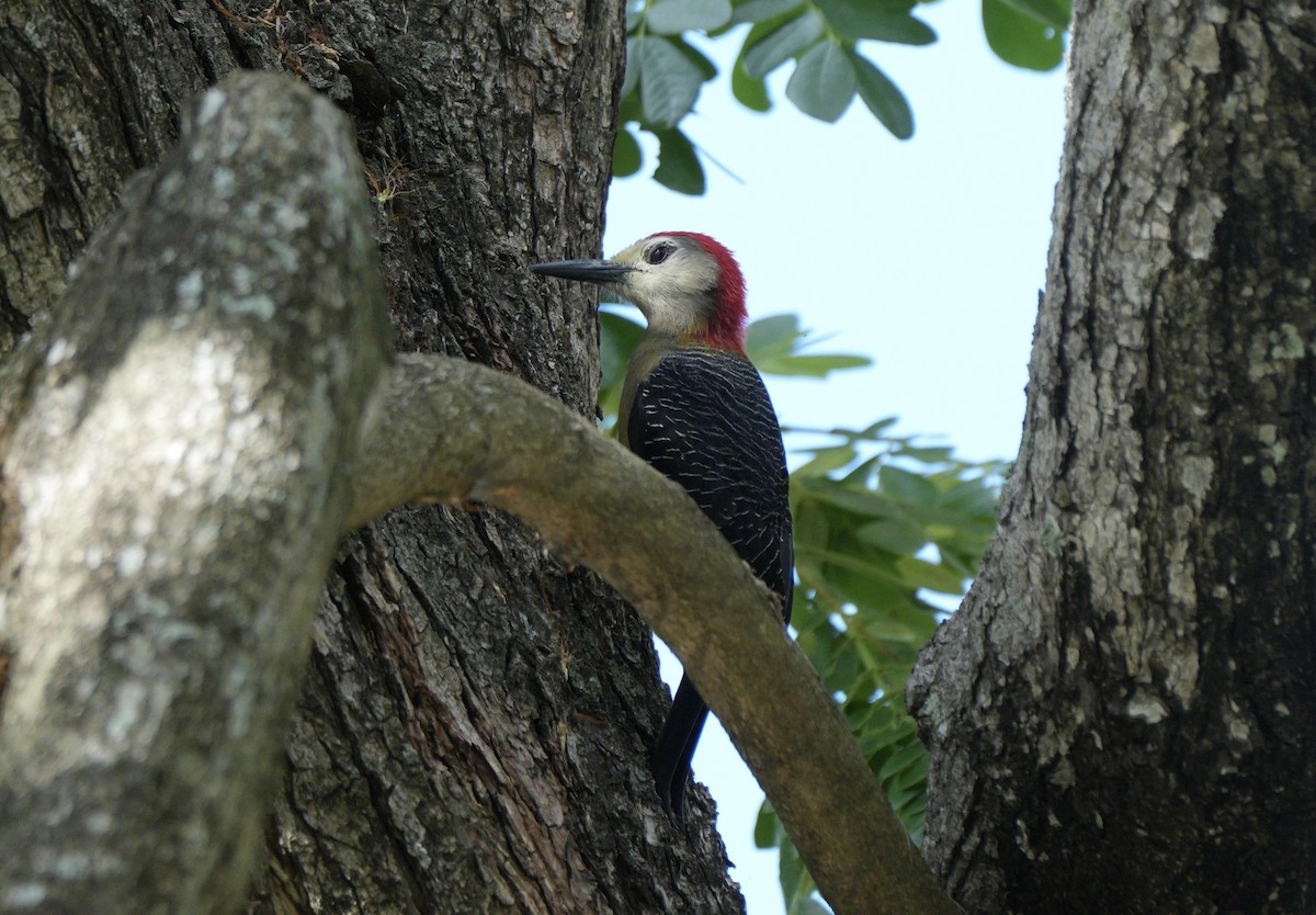 Jamaican Woodpecker - ML647331936