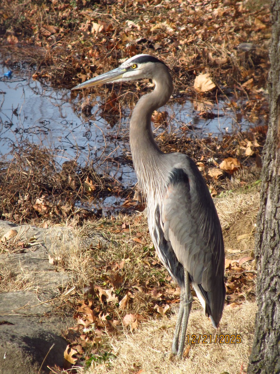 Great Blue Heron - ML647331937