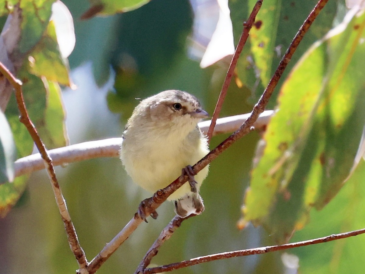 stumpnebb - ML647331939