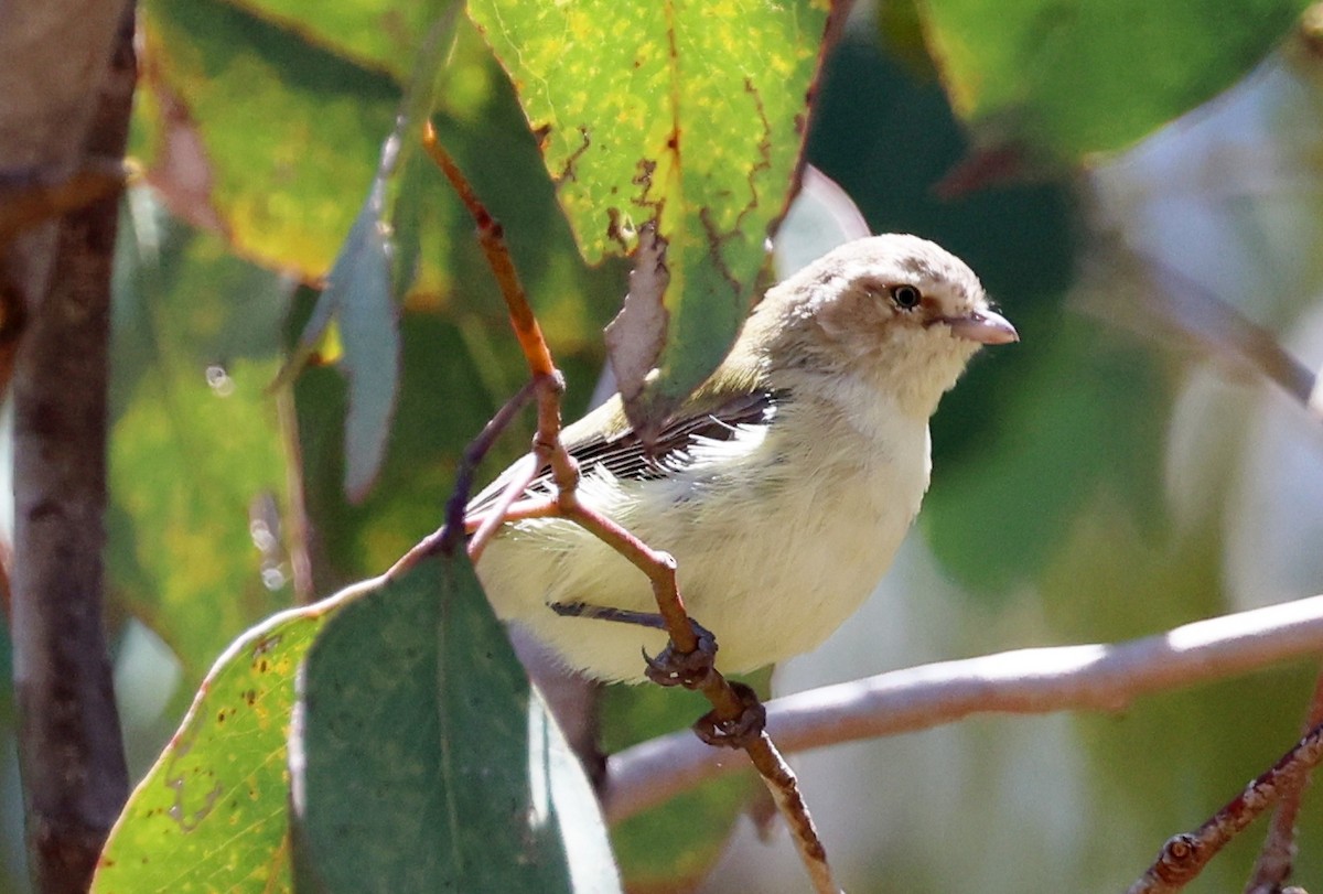 stumpnebb - ML647331944