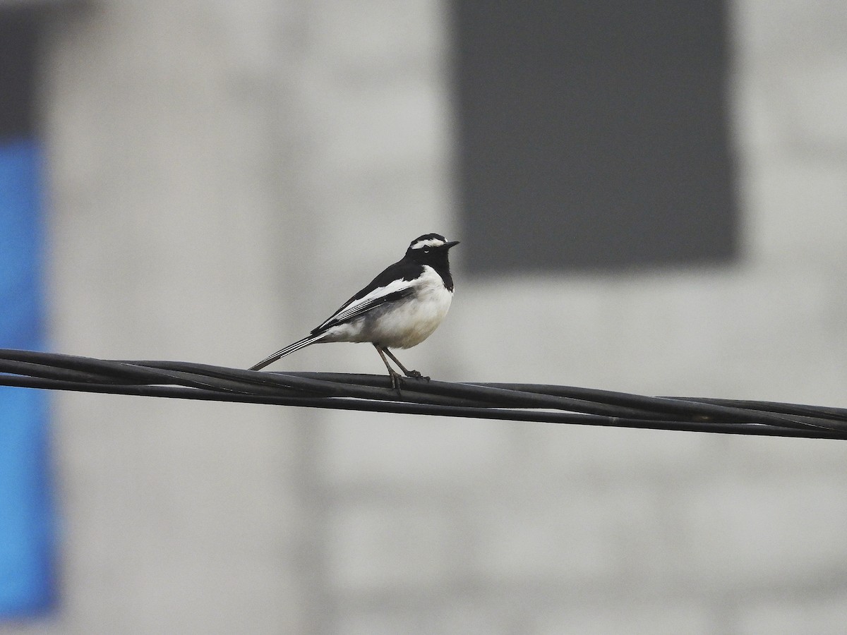 Lavandera India - ML647331945