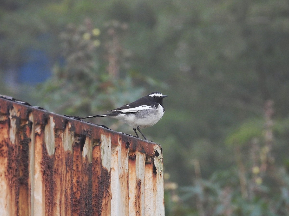 Lavandera India - ML647331946