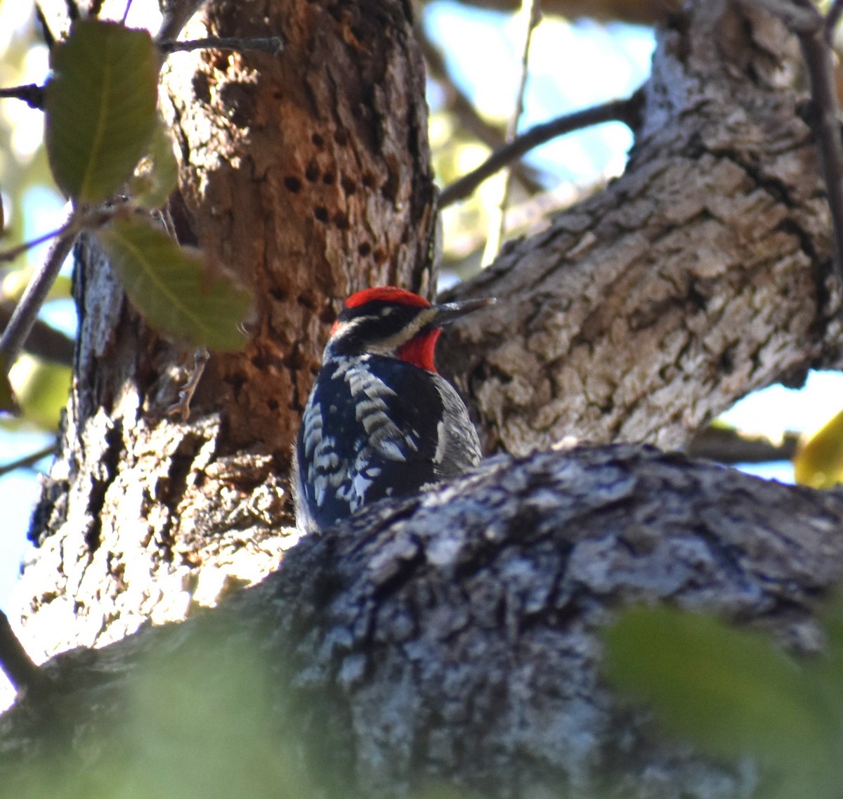 Red-naped Sapsucker - ML647331949